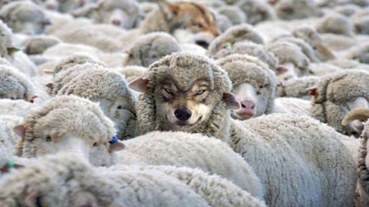 lupo-vestito-da-agnello.jpeg